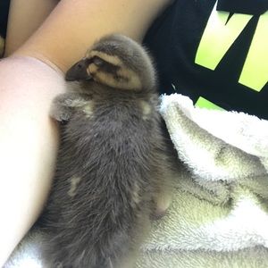 Meet your Posher, Dani